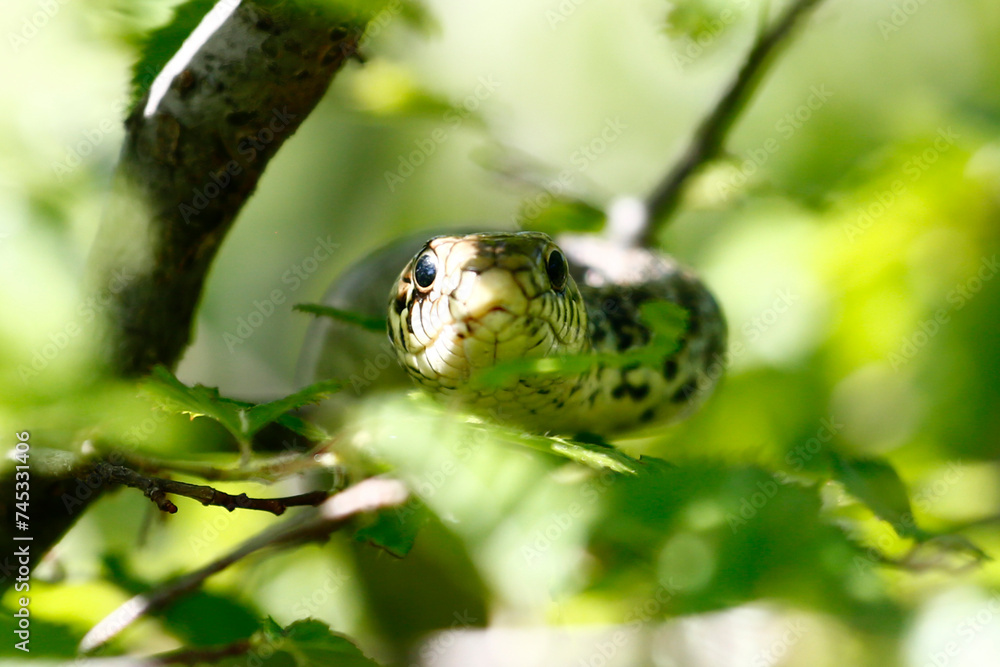Balkan Whip Snake (Hierophis gemonensis), taken in Herzegovina.