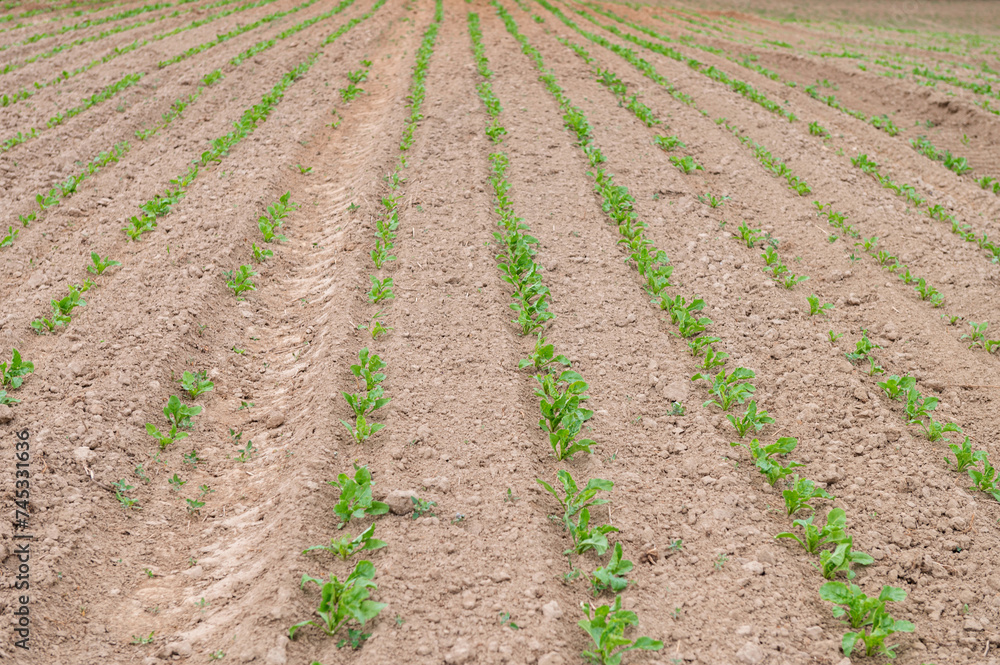 Young Lettuce Plants in Organized Rows on Farm Young Lettuce Plants in Organized Rows on Farm