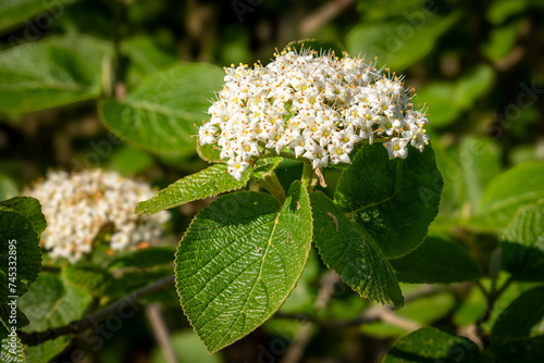 Wolliger Schneeball im Frühling ganz nah