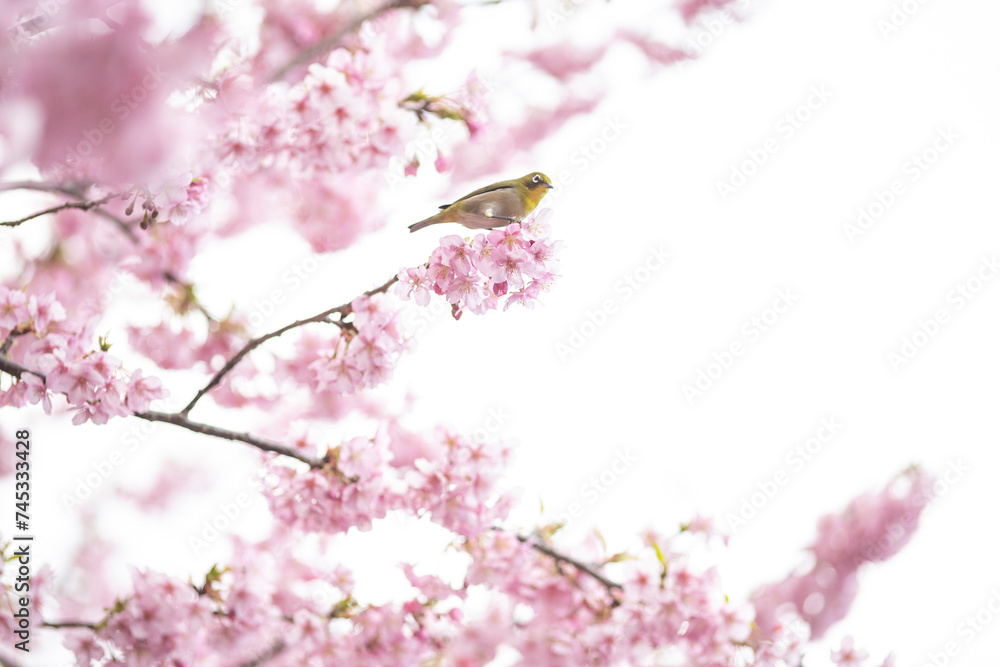 満開の緋寒桜の花に囲まれたメジロ