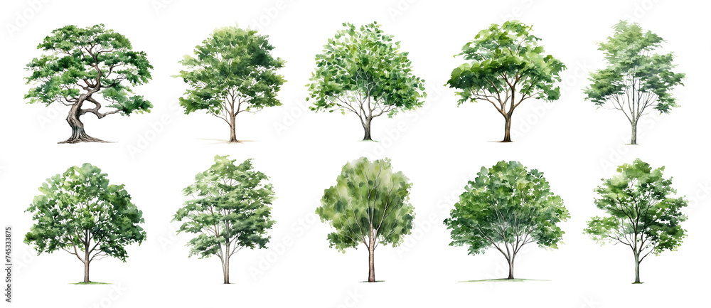 Watercolor green tree forest nature background. Garden landscape sketch park wood illustration. Set of summer spring foliage trees isolated on white - obrazy, fototapety, plakaty 
