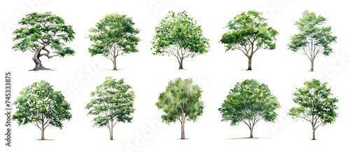 Watercolor green tree forest nature background. Garden landscape sketch park wood illustration. Set of summer spring foliage trees isolated on white photo