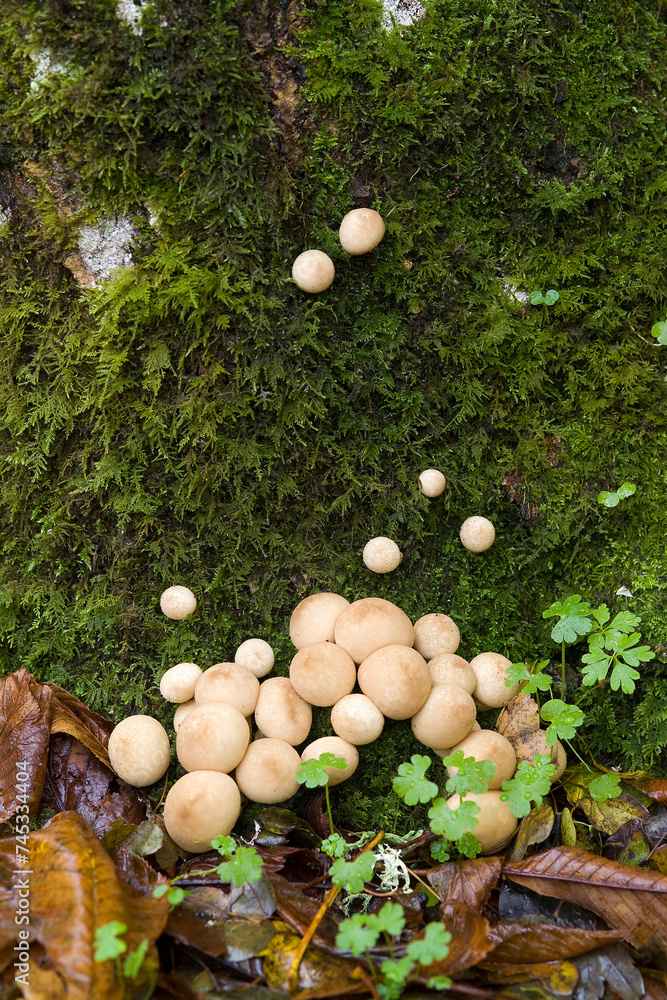 mushrooms in the moss in a forest. Sardinia, Italy