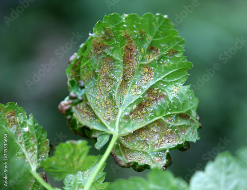 Red currant leaves damaged by aphids (Cryptomyzus ribis) photo