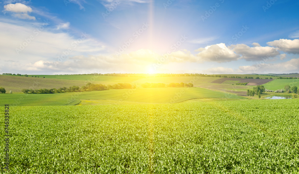 A green pea field and sunrise on blue sky. Wide photo. - obrazy, fototapety, plakaty 