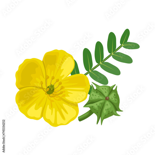 Tableau sur toile Vector illustration, Tribulus terrestris,also called goat's head, bindii, bull's head, burra gokharu, bhakhdi, caltrop, cat's head, devil's thorn, isolated on white background