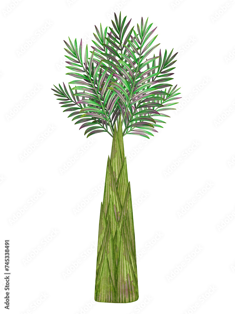 Palm tree watercolor. Tropical plant. Hand drawn illustration on white background. Palm tree watercolor. Tropical plant. Hand drawn illustration on white background.