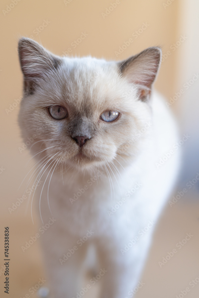 White scottish kitten portrait White scottish kitten portrait