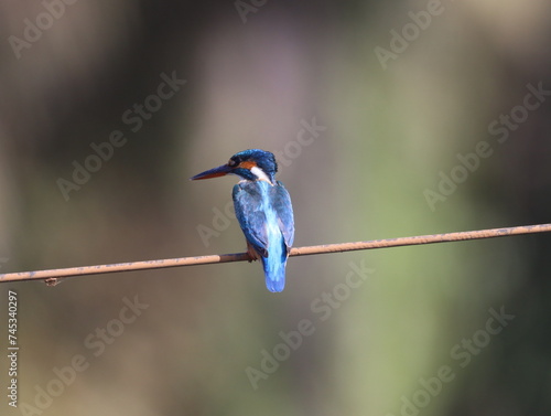 Beautiful kingfisher bird sitting on wire early morning and looking for food. Vibrant Colorful bird. Wall mounting of beautiful colorful bird. Seasonal greeting card background.