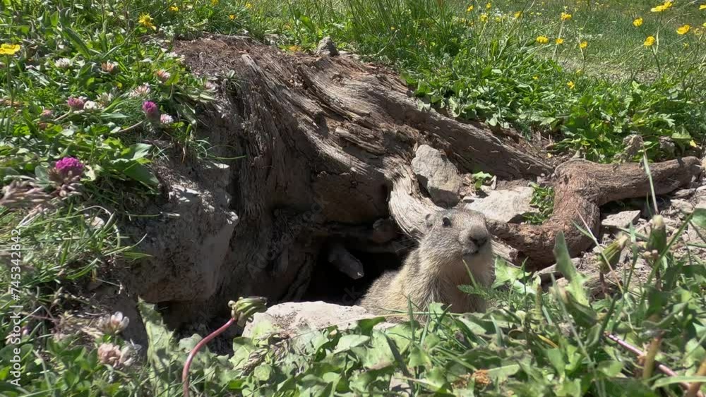 Marmotte dans les Alpes Française mange des pissenlits Marmotte dans les Alpes Française mange des pissenlits