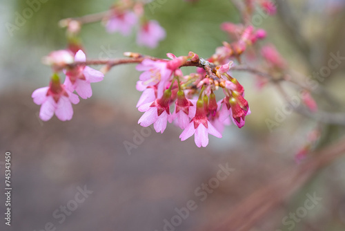 Kirschbl  te - Fr  hlingserwachen - rosa Bl  ten