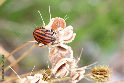 Graphosoma italica shield bug on Mediterranean hartwort (Tordylium apulum), taken in Herzegovina photo