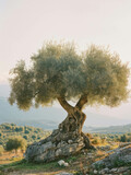 Vintage Portra 400 film photo captures the beauty of an olive tree in its natural environment. AI generative.