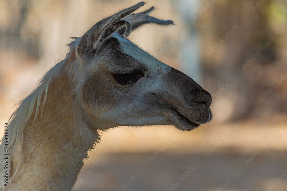 portrait of a wild llama	