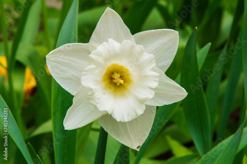 close-up: trumpet daffodil mount hood with white petals and pale yellow pestil
