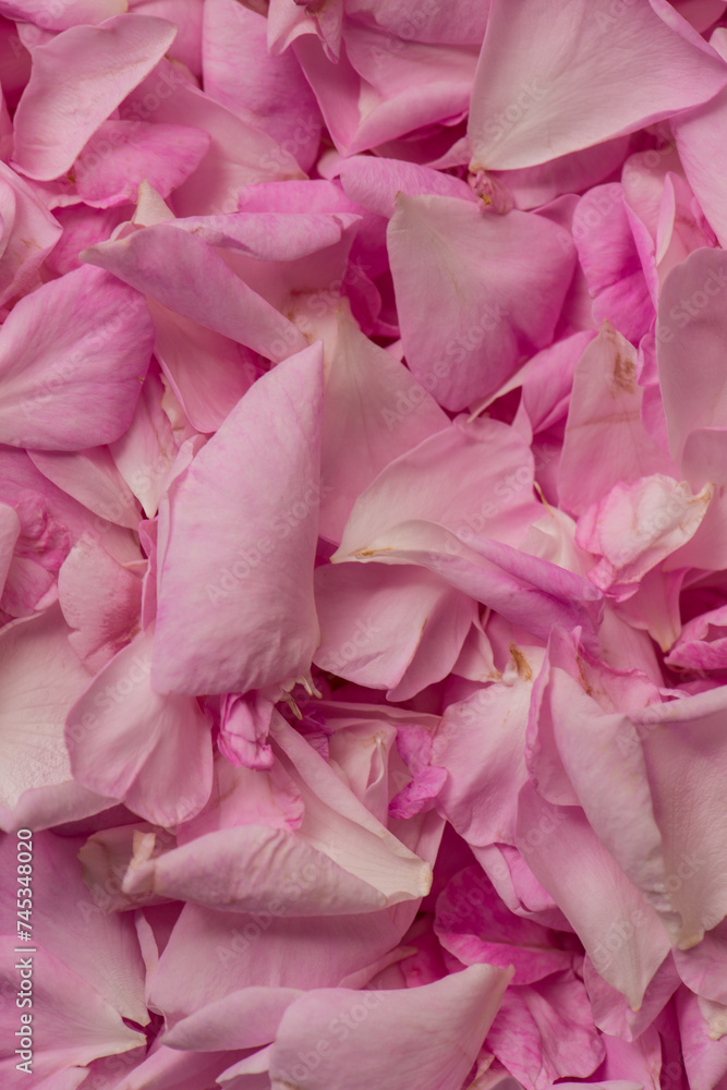 Obraz premium Freshly picked tea rose petals are dried.