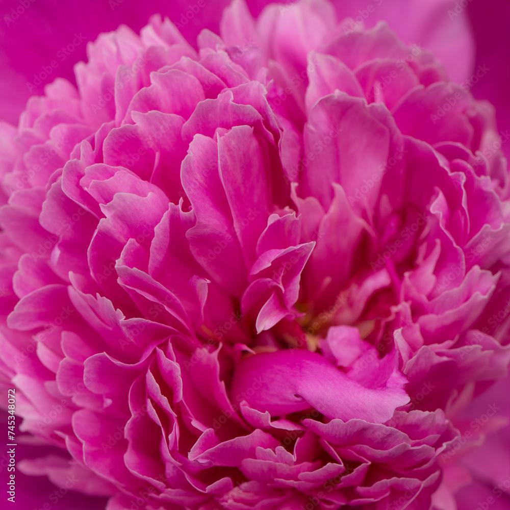 One flower of pink peony in the garden, close-up. One flower of pink peony in the garden, close-up.