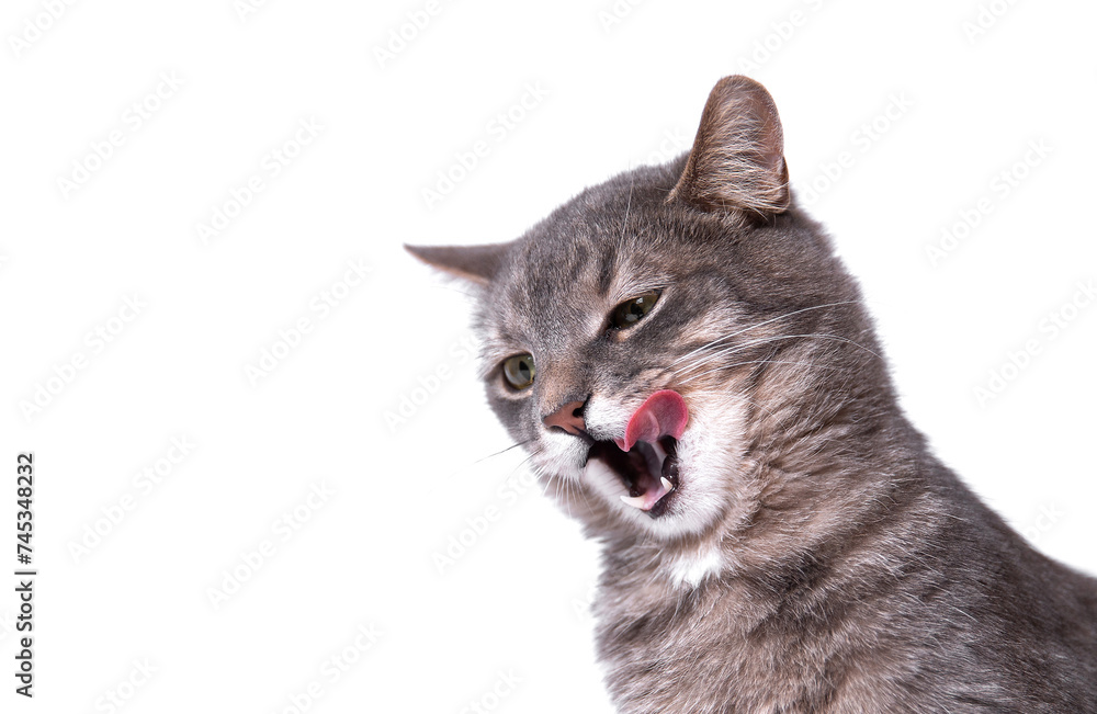 Fototapeta premium Portrait of a gray cat licking its tongue. Empty space for text. Beautiful gray fluffy domestic cat. 