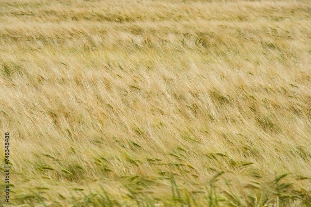 Young wheat ripens in the field. Young wheat ripens in the field.