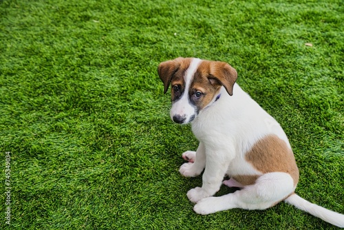 Fotografie A two-month-old puppy looks into the camera with sad eyes against the background of a green lawn