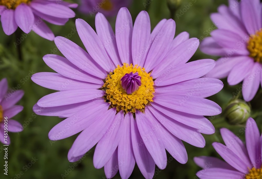 Purple Pollen Flowers