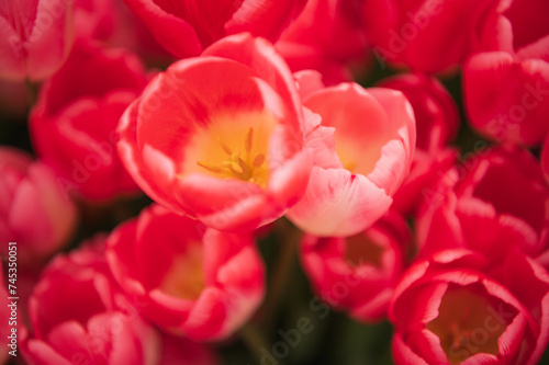 Red tulips in a flower bed