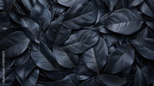 abstract black leaves texture for tropical leaf background  creating a flat lay with monochrome botanical art