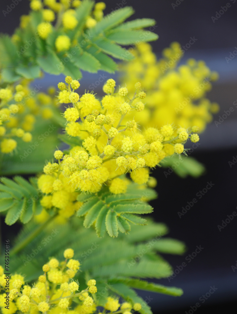 Yellow mimosa flowers are typical flower to give to girls and woman on International Womens Day Yellow mimosa flowers are typical flower to give to girls and woman on International Womens Day