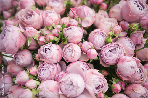 white and pink peony-shaped roses