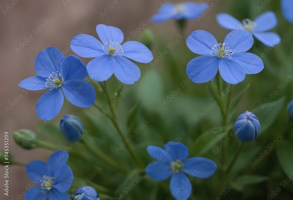 Close-up Photo of Blue Petaled Flowers