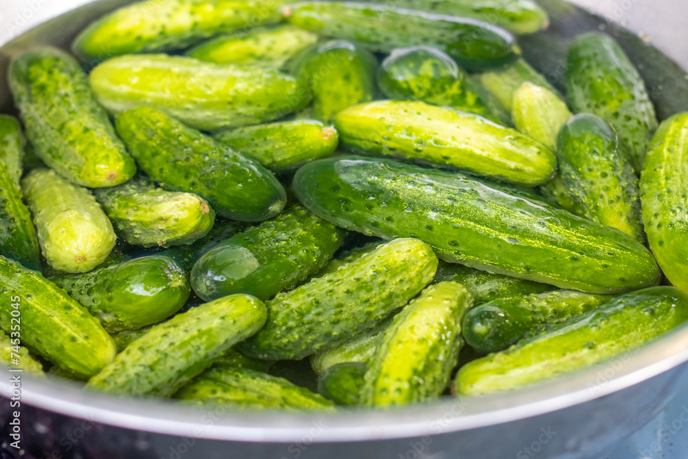 Green juicy cucumbers in a large plate with water Green juicy cucumbers in a large plate with water