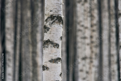 A young birch forest of the Krabyskogen Forest, Toten, Norway. photo