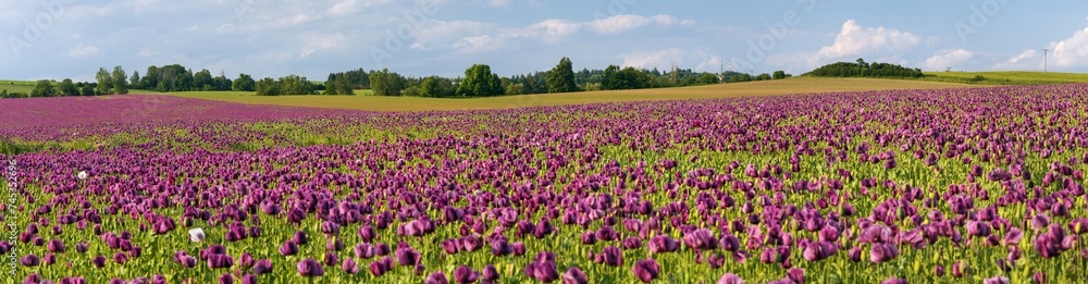 Flowering opium poppy field, in Latin papaver somniferum