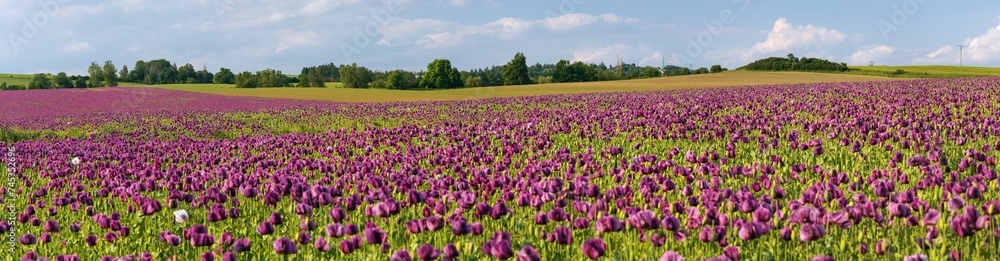 Flowering opium poppy field, in Latin papaver somniferum Flowering opium poppy field, in Latin papaver somniferum