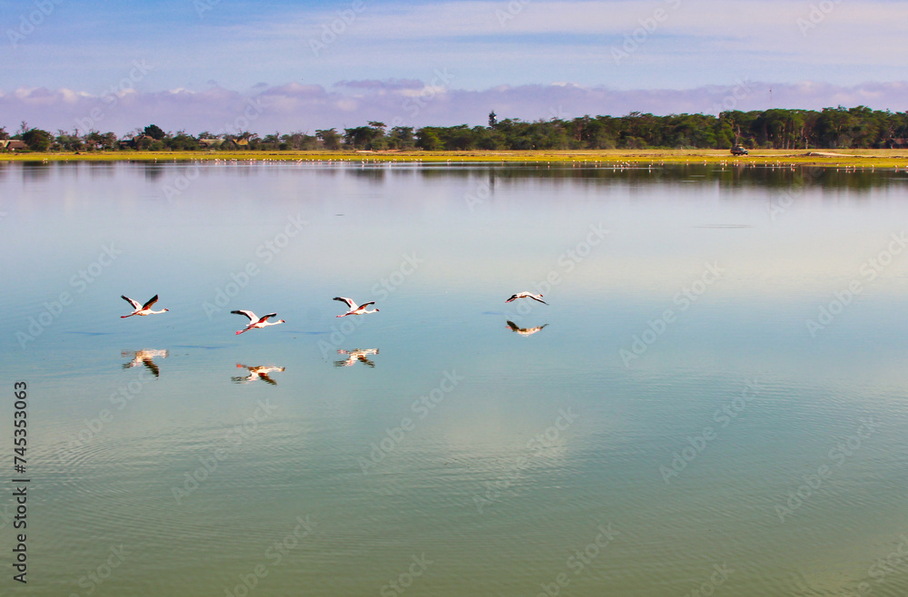 Flamingos take flight over the still glass like waters of the alkaline Lake Amboseli at Amboseli National Park, Kenya