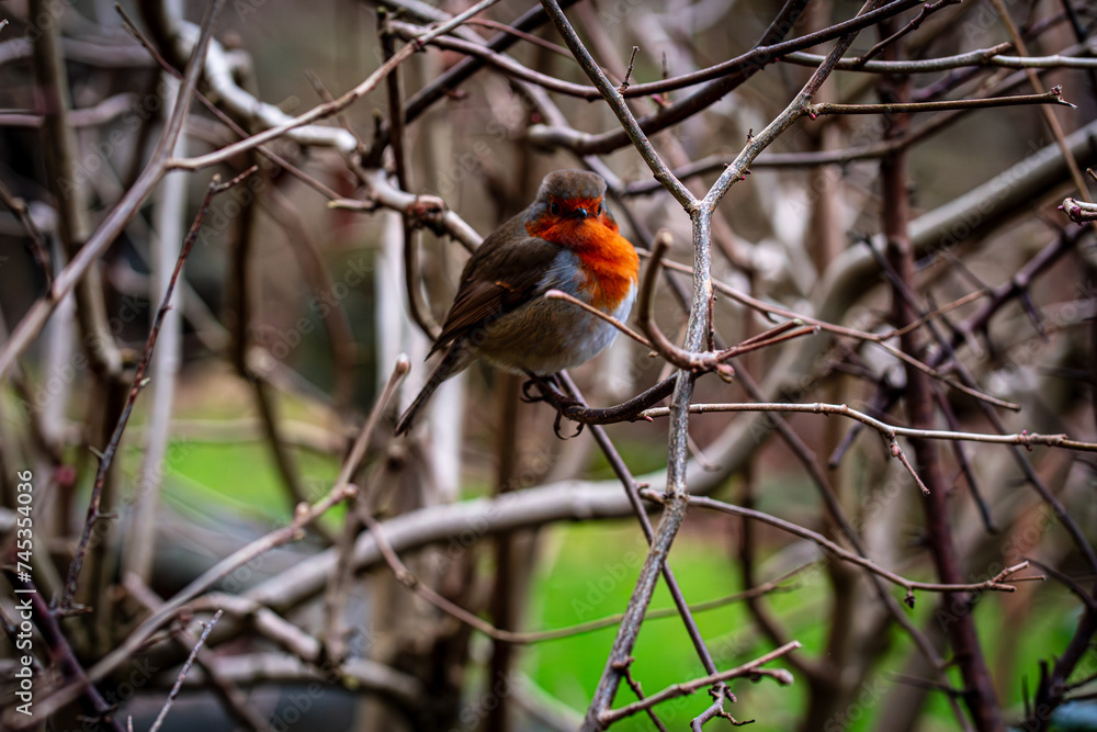 robin on a branch