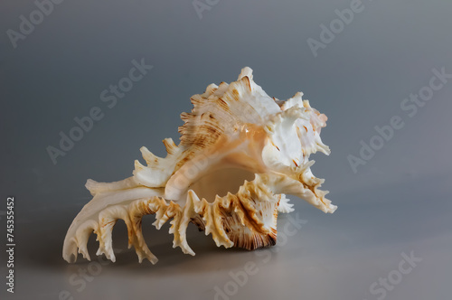 Seashell of Chicoreus ramosus, the Ramose murex or Branched murex, lateral side view photo