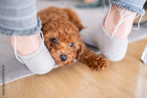 portrait of a tan poodle toy puppy looking directly at the camera between his owner's feet. He rests his face on his owner's foot. Protection and friendship between human and dog.