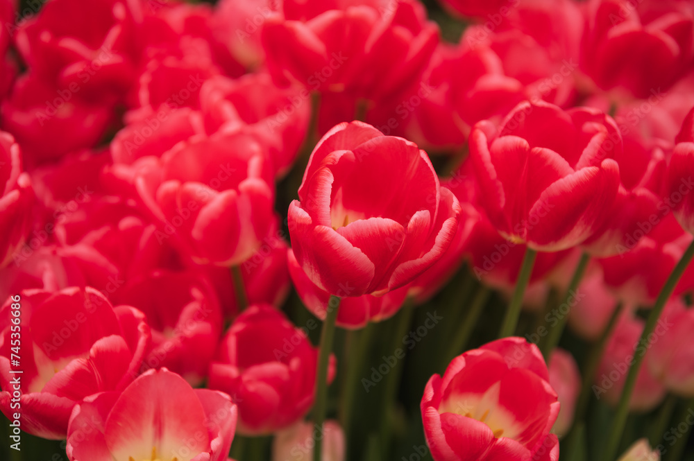 Red tulips in a flower bed