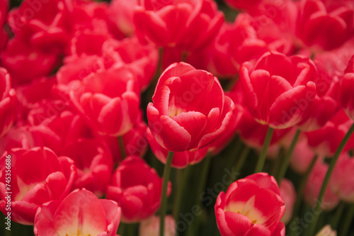 Red tulips in a flower bed