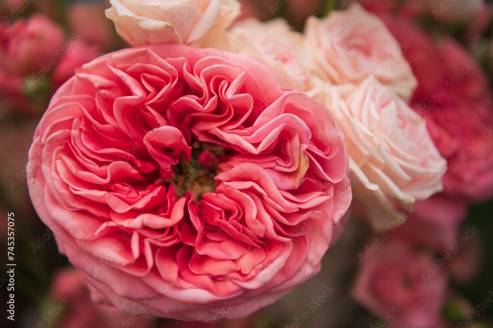 large and small pink peony roses close-up large and small pink peony roses close-up