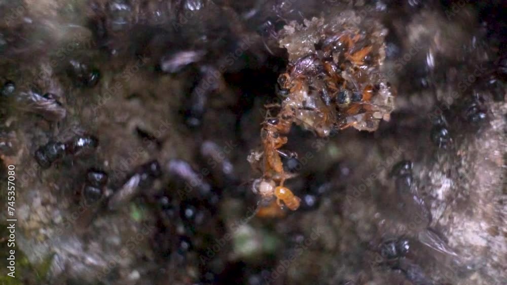Stingless bees beehive, being raided by robber bees T. angustula, L. limao. Stingless bees beehive, being raided by robber bees T. angustula, L. limao.