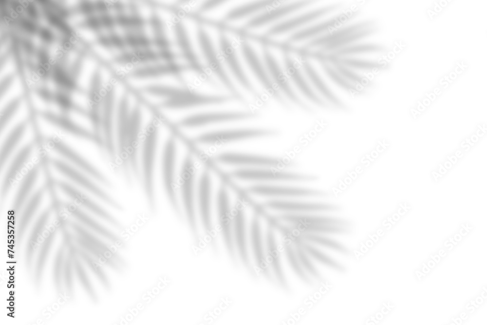 Realistic shadow from palm leaves isolated on white background. Blur leaf shadow effect overlay. Tropical Plants Shadow on a transparent background
 - obrazy, fototapety, plakaty 
