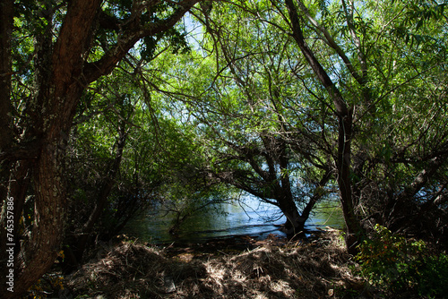 Amazing and mysterious landscape of trees and shrubs on the lake shore