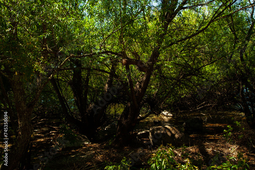 Amazing and mysterious landscape of trees and shrubs on the lake shore