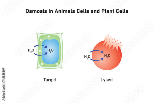 Osmosis in Animal Cells and Plant Cells Scientific Design. Vector Illustration.