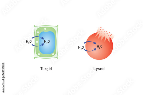 Osmosis in Animal Cells and Plant Cells Scientific Design. Vector Illustration.