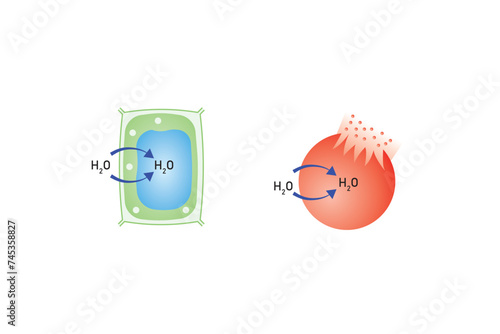 Osmosis in Animal Cells and Plant Cells Scientific Design. Vector Illustration.