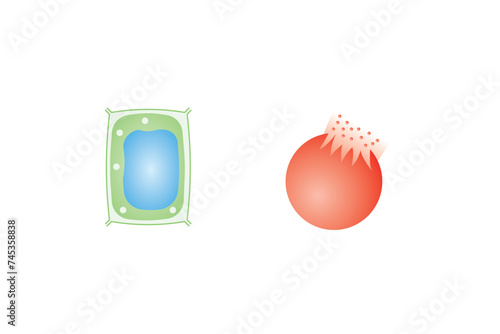Osmosis in Animal Cells and Plant Cells Scientific Design. Vector Illustration. photo