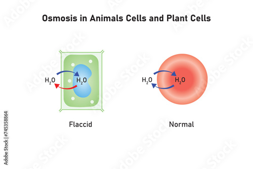Osmosis in Animal Cells and Plant Cells Scientific Design. Vector Illustration.